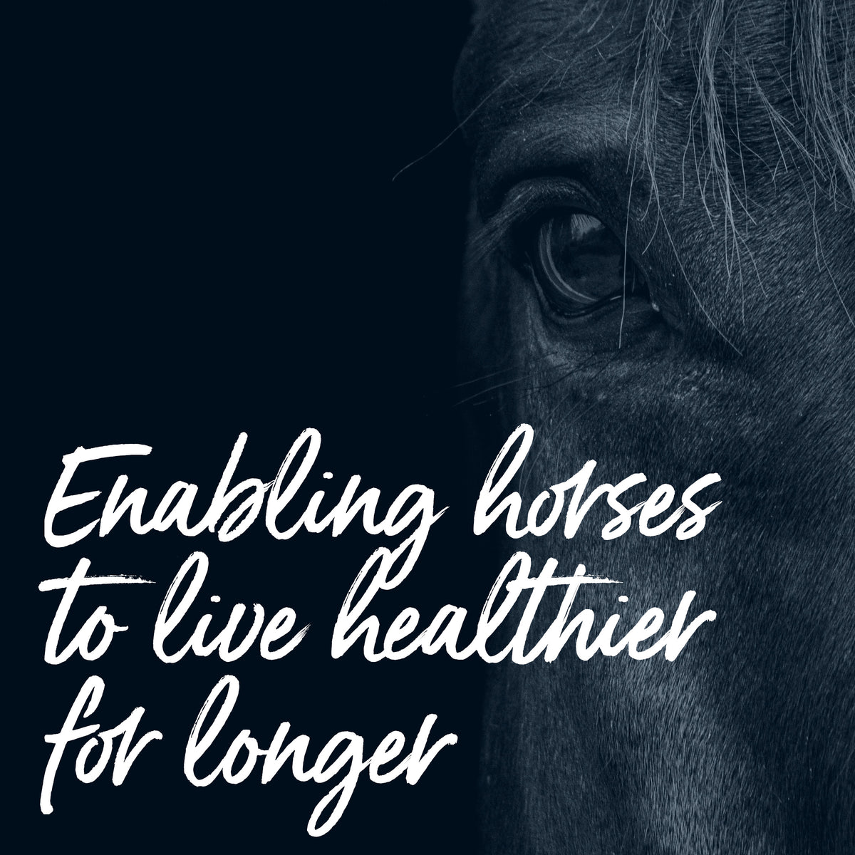 FS Animal Health Group