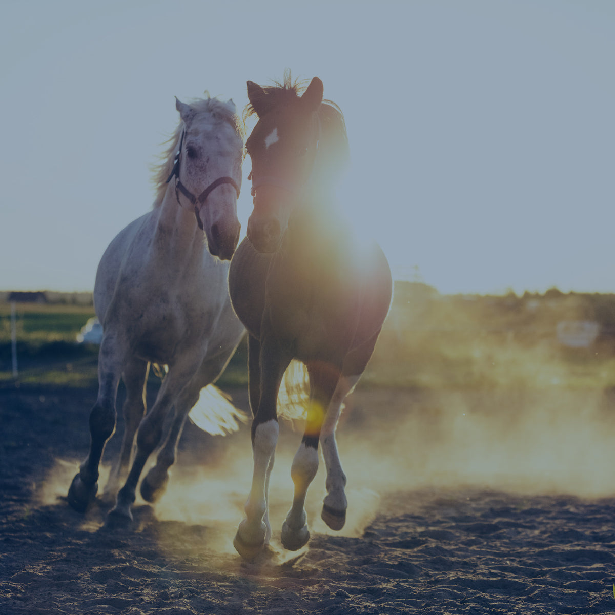 Strategy Equine The Group